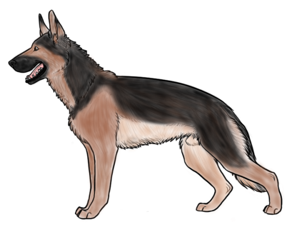 GermanShepherdD