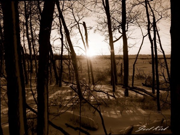 Sepia Sunset