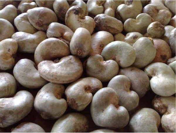 Chestnut Cashew Nuts Brazil Nut Pine Nuts Peanut Almond