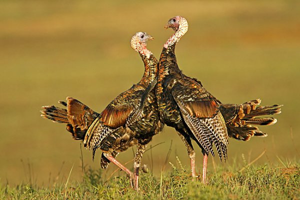 TURKEYS