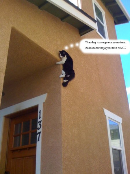 ninja cat