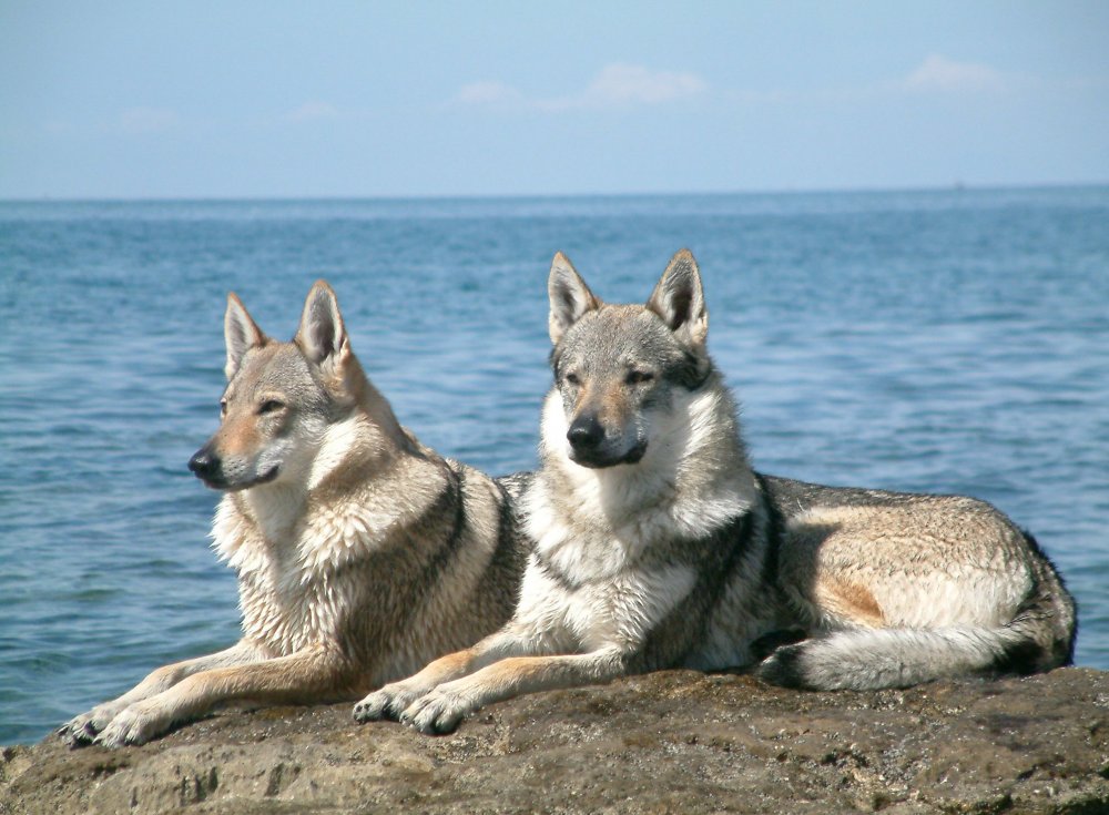 Czechoslovakian_Wolfdog_pair.jpg