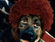 German-Shepherd-with-Clown-Hair---87599.jpg