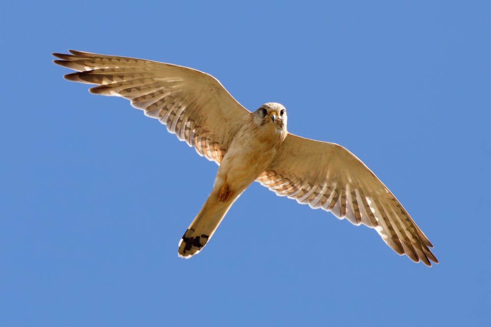 Nankeen_kestrel_midflight.jpg