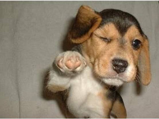 a-beagle-puppy-pointing.jpg