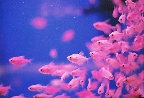 animal-color-colors-fish-pink-Favim.com-