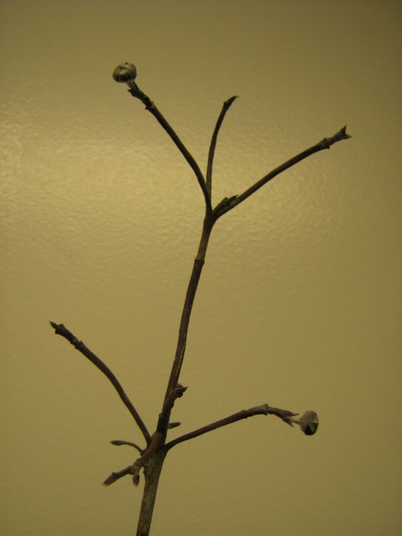 flowering-dogwood-twig.jpg