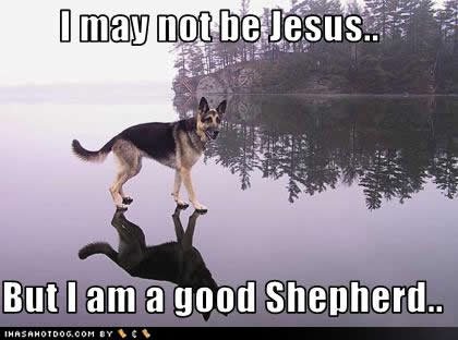 funny-dog-pictures-jesus-shepherd.jpg