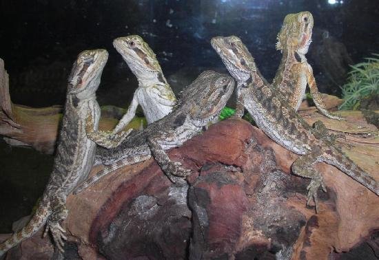 group-of-lizards.jpg