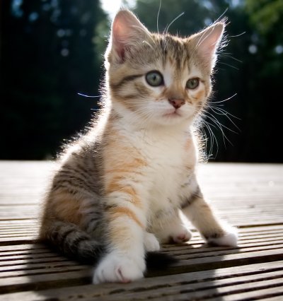 kittys-cute-kittens-9937960-400-426.jpg