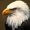 Bigshot Eagle